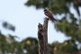 Amazonas06 - 185 * Brown-chested Martin.